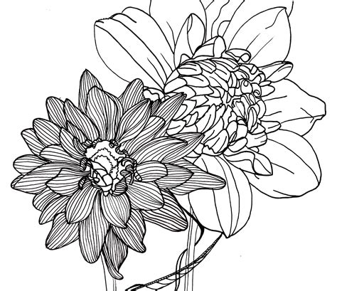 flower line drawing free - Lannie Carrion