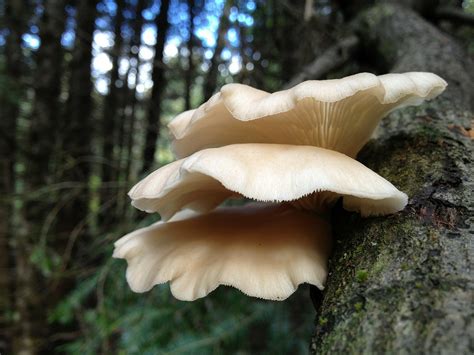 How to Grow Oyster Mushrooms - GardensAll