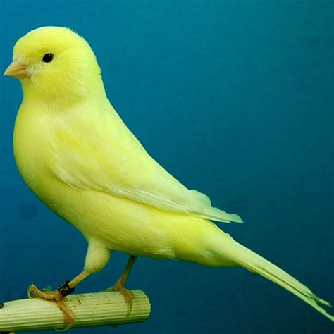 Facts You Never Knew About Peculiarities In Breeding Canaries #canary #canaries #birds #animals ...