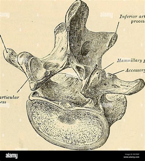 Mammillary process hi-res stock photography and images - Alamy