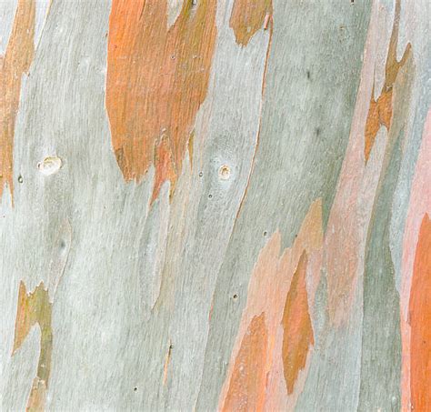 Eucalyptus Tree Bark Stock Photos, Pictures & Royalty-Free Images - iStock