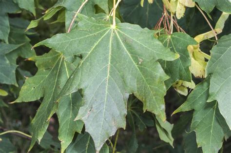 Norway Maple, Acer platanoides DSC_0648 | Perivale Park London