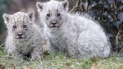 Rare albino jaguar cubs born to a black jaguar mother at a US zoo ...