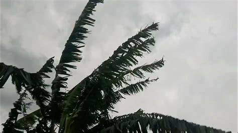 Kahuta weather and banana trees - YouTube