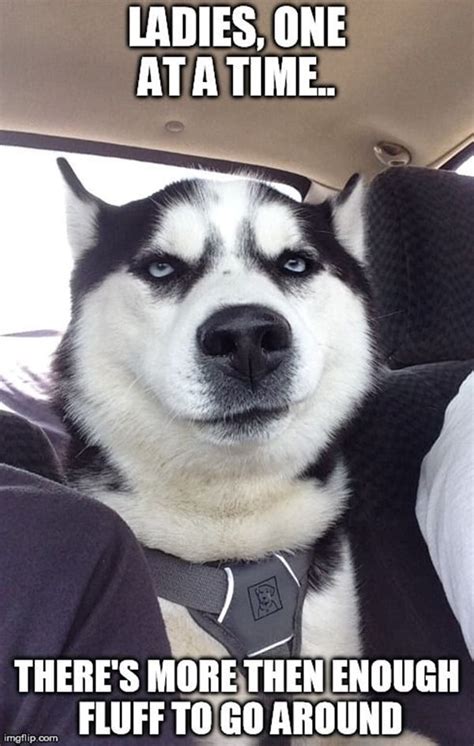 40 Pictures of Cute and Funny Husky Facial Expressions - Tail and Fur