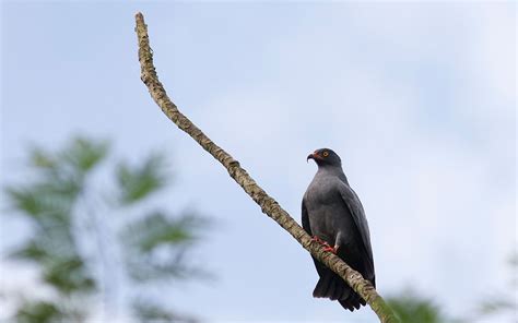 Weedon's World of Nature: More Peruvian rainforest wildlife