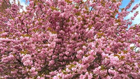 Kwanzan Cherry Trees: Care, Issues, Pruning Guide & More - Rennie Orchards