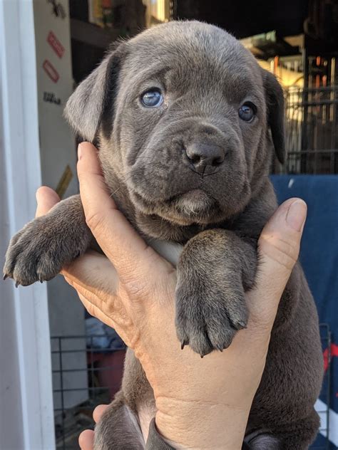 Cane Corso Puppies For Sale | Delmar, MD #320780 | Petzlover