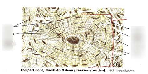 compact bone (histology) Diagram | Quizlet