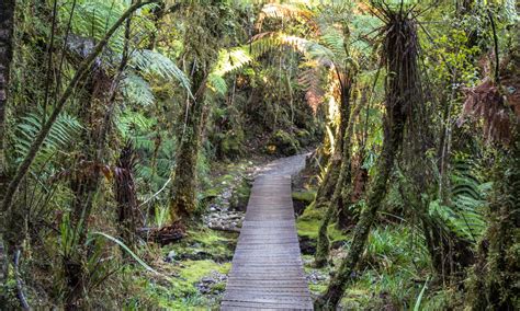 Glow Worms - Lake Matheson - Cafe - Reflectionz Gallery