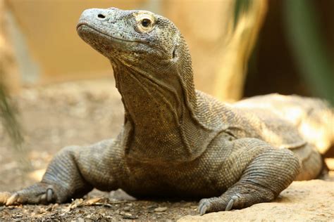 Reptiles/Amphibians - Reptiles/Amphibians - Animal Encyclopedia