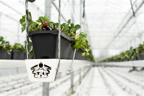 Dyson Farming’s strawberries: as the first crop ends, a new one begins ...