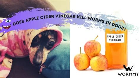 Does Apple Cider Vinegar Kill Worms in Dogs?