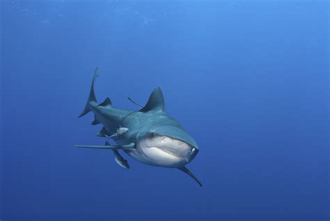 8 Incredible Facts About Bull Sharks