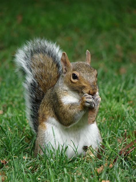 Give thanks! | Eastern gray squirrel, Squirrel, Squirrel feeder