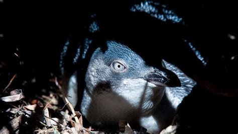 Granite Island penguins struggling to recover more than a decade after ...