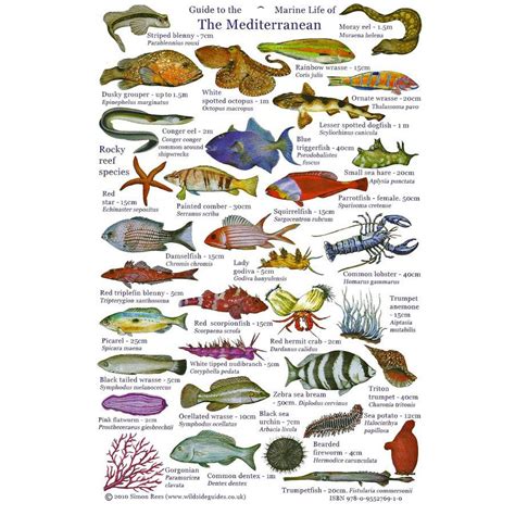 Guide to the Marine Life of the Mediterranean | Marine life, Fish chart ...