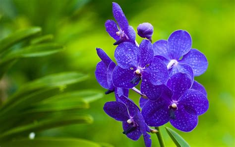 Purple Orchid Wallpapers - Wallpaper Cave