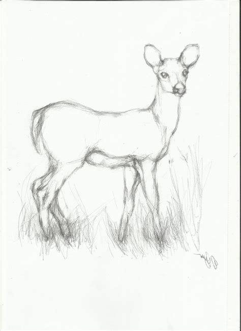 Pencil Drawing Images Animals at GetDrawings | Free download