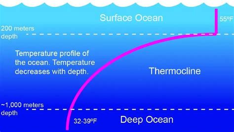 What is a Thermocline? - Diving Lore