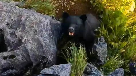 Rare Footage of Man Fighting Bear on a Cliff Edge - Animals Around The ...