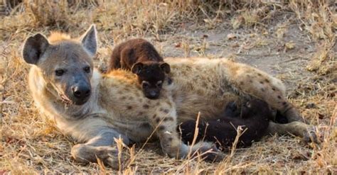 Hyena Birth: What Makes It So Unique? - A-Z Animals