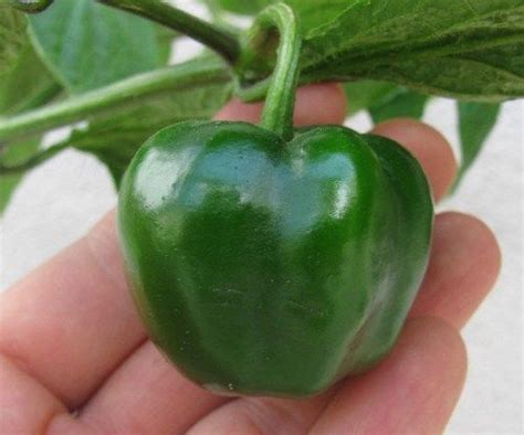 25 Seeds Green Manzano Chili Pepper, Capsicum pubescens Chile Rocoto Locoto Tree | eBay | Chili ...