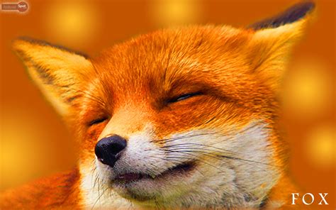 🔥 [40+] Fox Wallpapers Animal | WallpaperSafari