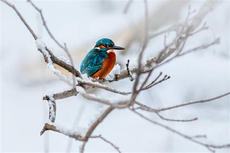 Close-Up Shot of a Common Kingfisher · Free Stock Photo