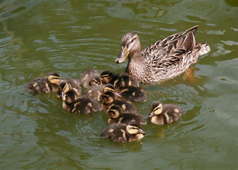 File:Female Mallard and ducklings in Golden Gate Park.jpg - Wikipedia