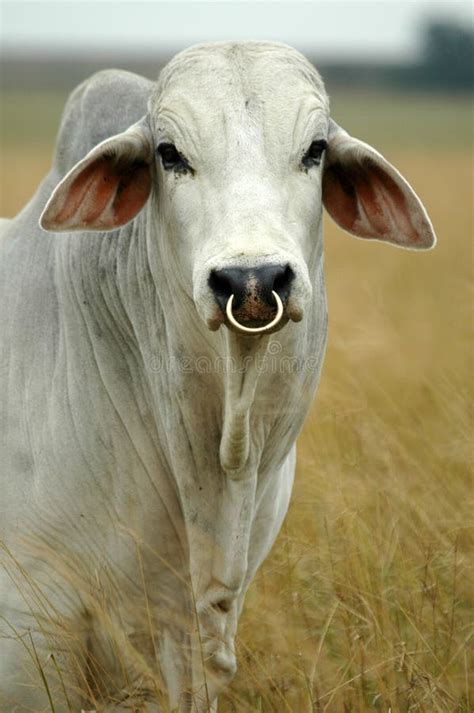 Brahman bull stock photo. Image of ring, grass, portrait - 328482