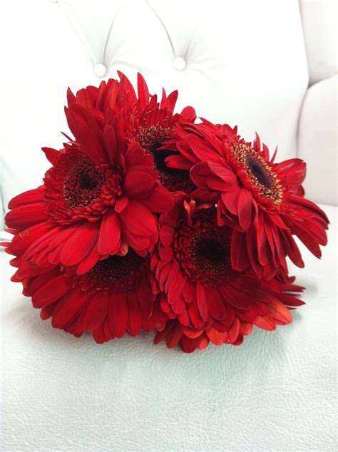 The Pom Pom Daisies: Red Gerbera Hand Bouquet