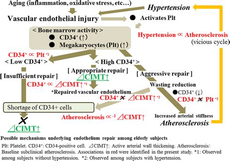 Possible mechanisms underlying endothelium repair among elderly subjects. | Download Scientific ...