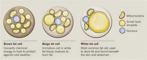 3 Different Types Of Body Fat and What They Do | DEXA Scan Near Me. VO2 ...