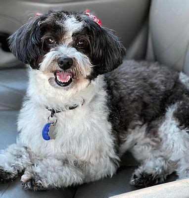 Santa Monica, CA - Shih Tzu/Cockapoo. Meet Zoey a Pet for Adoption ...