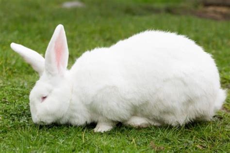 How to Care for Flemish Giant Rabbits - SimplyRabbits - Rabbit care