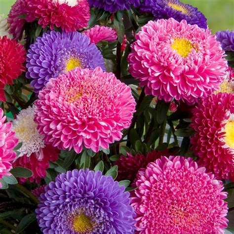 China Aster Princess Mix seeds - Callistephus chinensis – Garden Seeds Market