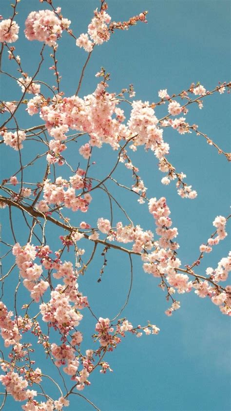 Cherry Blossom iPhone HD Wallpaper Free Download