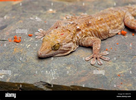 White spotted Gecko (Tarentola annularis), on a stone Stock Photo - Alamy