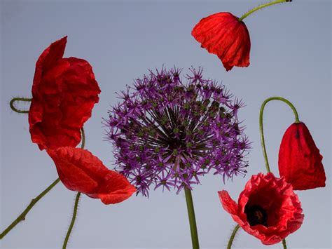 Free Images : petal, red, macro, flora, klatschmohn, carnation, coquelicot, flowering plant ...