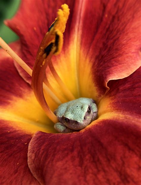 Nestled among the flowers :) : r/gardening