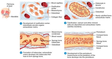 Intramembranous Ossification steps | Nervous system anatomy, Med school ...