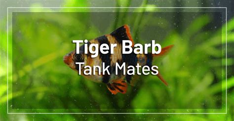 15 Best Tiger Barb Tank Mates - Full List of Tiger Barb Compatible Fish