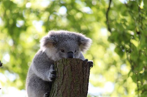 I koala bear need a hug! : r/aww