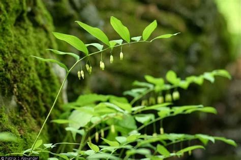 Fruit Seeds of Southern Michigan: Polygonatum biflorum -- True Solomon ...