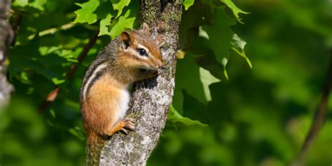 Chipmunk Poop Pictures