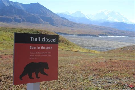 Denali Wildlife | Trails Unblazed