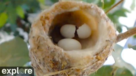 Humming Bird Eggs Hatching - Bella Hummingbird - YouTube