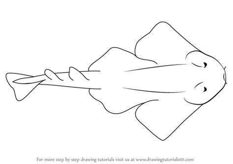 Learn How to Draw an Angel Shark (Fishes) Step by Step : Drawing Tutorials