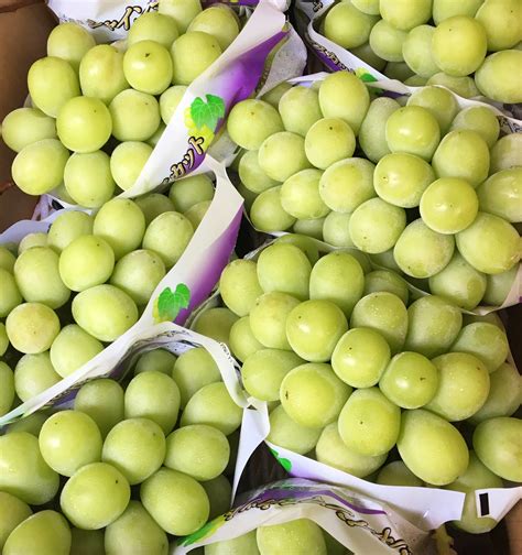 Japanese Shine Muscat Grape (650-750g approx) — MomoBud